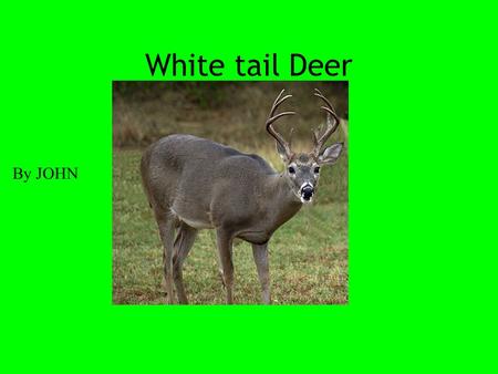 White tail Deer By JOHN White tail deer have a white tail and white all underneath their body.Deer’s have brown fear.Buck’s have antlers on their head.A.