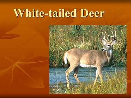 White-tailed Deer. Classification Classification Characteristics Characteristics Antlers Antlers Social Organization Social Organization Reproduction.