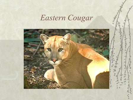 Eastern Cougar  Additional Names –Puma –Mountain lion –Catamount –Panther.