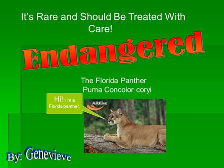 It’s Rare and Should Be Treated With Care! The Florida Panther Puma Concolor coryi Hi! I’m a Florida panther.