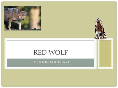 BY COLIN LOCKHART RED WOLF. STRUCTURAL ADAPTATIONS One adaptation of the Red Wolf is their guide hairs. This is important because it helps the Red Wolf.