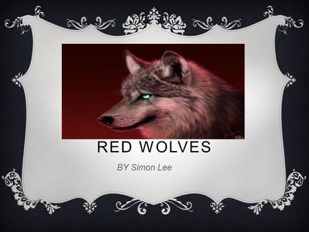 RED WOLVES BY Simon Lee. BASIC FACTS  A RED WOLF IS A MAMMAL.  IT LIVES FOR 10-12 YRS.  IT IS 4 FEET LONG.  HAS 4 SHARP TEETH.  HAS BUSHY TAIL 