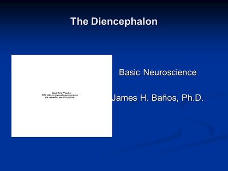 The Diencephalon Basic Neuroscience James H. Baños, Ph.D.
