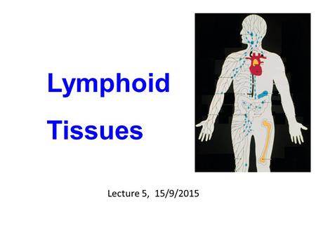 Lymphoid Tissues Lecture 5, 15/9/2015. Peripheral or Secondary Lymphoid Tissues Lymph nodes Spleen Mucosal lymphoid tissues (MALT)