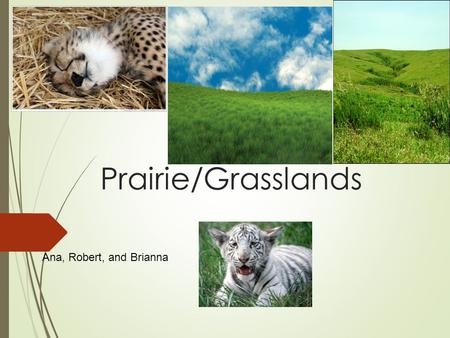 Prairie/Grasslands Ana, Robert, and Brianna. Where is ecosystem located?  Canada to Texas  Prairies are in North America, Europe, Asia,  South America,