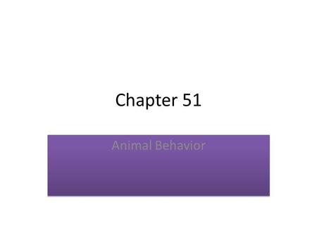 Chapter 51 Animal Behavior. Migration Animals migrate in response to environmental stimuli, like changes in the day length, precipitation and temperature.
