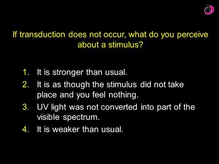 If transduction does not occur, what do you perceive about a stimulus? 1.It is stronger than usual. 2.It is as though the stimulus did not take place and.