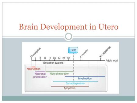 Brain Development in Utero. Neurulation Formation of the beginnings of the spinal cord and brain. Begins with formation of neural plate. Neural tube begins.