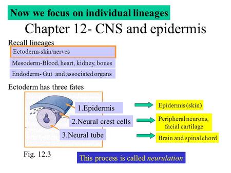 Chapter 12- CNS and epidermis Ectoderm-skin/nerves Endoderm- Gut and associated organs Mesoderm-Blood, heart, kidney, bones Recall lineages Now we focus.