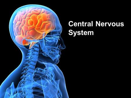 Central Nervous System. Lecture Outline Spinal Cord Design & Function Functional Brain Regions –Flow of Information –Learning.