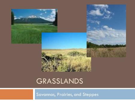 GRASSLANDS Savannas, Prairies, and Steppes. There are 2 main kinds of grasslands:  Tropical grasslands called savannas  Temperate grasslands include.