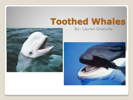 Toothed Whales By: Lauren Granville. There are around 70 different species of Toothed Whales. Some Toothed Whales are: Sperm whale, Bottlenose dolphin,