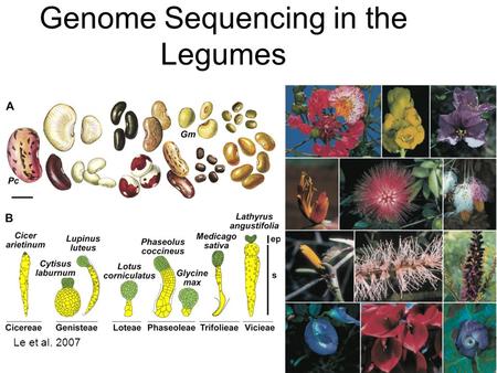 Genome Sequencing in the Legumes Le et al. 2007. Phylogeny Major sequencing efforts Minor sequencing efforts ~14 MY ~45 MY.