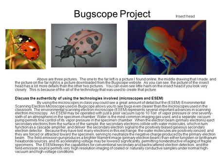 Bugscope Project Above are three pictures. The one to the far left is a picture I found online, the middle drawing that I made, and the picture on the.