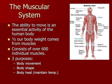 The Muscular System The ability to move is an essential activity of the human body The ability to move is an essential activity of the human body ½ our.