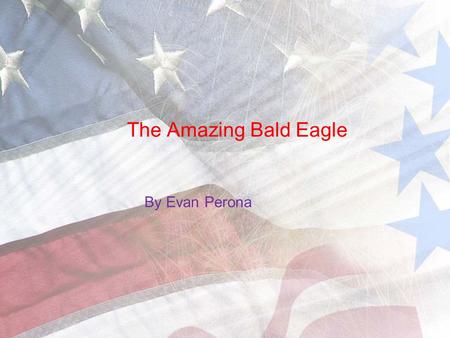 The Amazing Bald Eagle By Evan Perona.