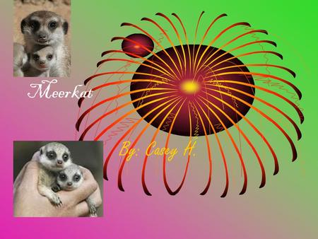 Meerkat By: Casey H.. Physical Characteristics They are 20 inches or 51 centimeter The meerkats weighs at least 2 pounds The meerkat has a long brown.