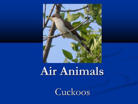 Air Animals Cuckoos Cuckoos. About the Cuckoos The cuckoos are a family, Cuculidae, of near passerine birds. The order Cuculiformes, in addition to the.