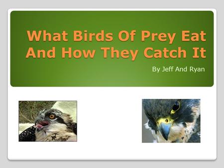What Birds Of Prey Eat And How They Catch It By Jeff And Ryan.