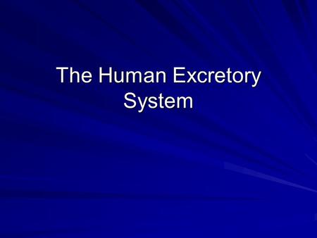The Human Excretory System. Excretory System The kidneys regulate the amount of water, salts and other substances in the blood. The kidneys are fist-sized,