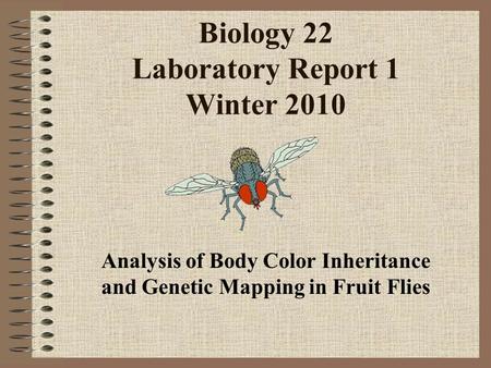 Biology 22 Laboratory Report 1 Winter 2010 Analysis of Body Color Inheritance and Genetic Mapping in Fruit Flies.