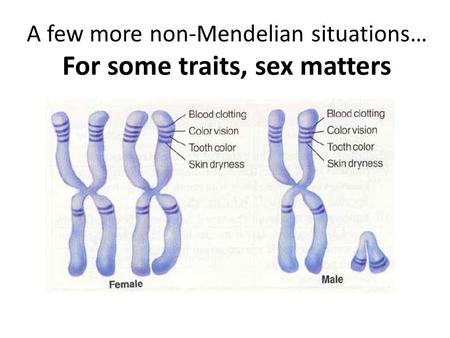 A few more non-Mendelian situations… For some traits, sex matters.