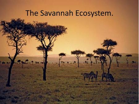 The Savannah Ecosystem.. Climate The savannah climate is always either warm or hot. Thunder and lightning storms usually start near the end of the dry.