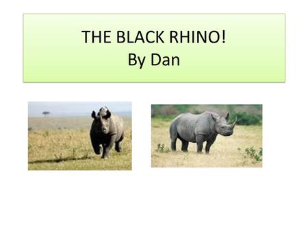 THE BLACK RHINO! By Dan. Habitat They live in southern and eastern Africa for example Kenya and Namibia.