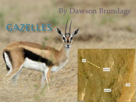 By Dawson Brundage There are lots of foods that gazelles eat. First, they eat shrubs, buds, and shoots of trees. Second, the adult gazelles only drink.