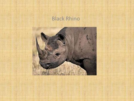 Black Rhino. Classification and Description Diceros bicornis Mammal Gray, 1,795 pounds, 60 inches. tall, 120 inches long Same.