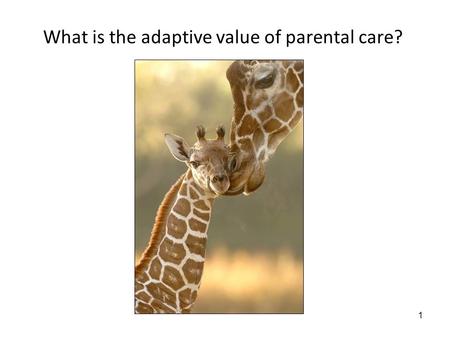1 What is the adaptive value of parental care?. 2 6/12/08: Parental care Lecture objectives: 1.Be able to apply a cost-benefit approach to the evolution.