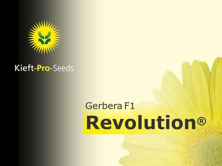 .... Gerbera F1 Revolution ®. Gerbera Revolution ® F1 Revolution is a remarkable Pot Gerbera generation, which excels in earliness over each and every.