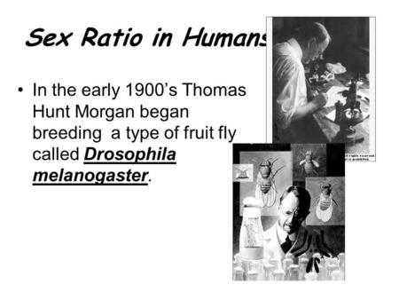 Sex Ratio in Humans: In the early 1900’s Thomas Hunt Morgan began breeding a type of fruit fly called Drosophila melanogaster.