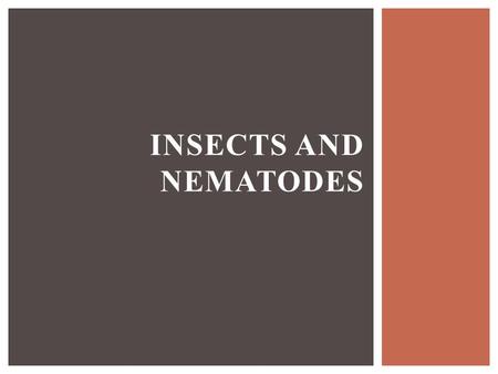 INSECTS AND NEMATODES. 1)Describe the biology of insects 2)Classify insects 3)Classify nematodes and describe their biology 4)Explain scouting and threshold.