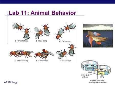 Lab 11: Animal Behavior.