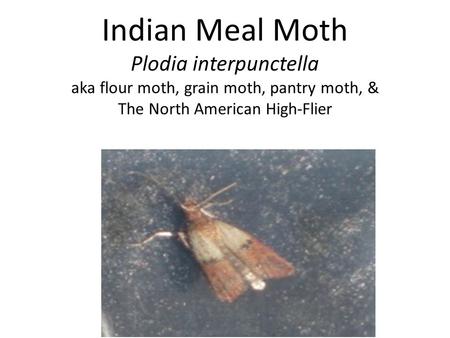 Indian Meal Moth Plodia interpunctella aka flour moth, grain moth, pantry moth, & The North American High-Flier.