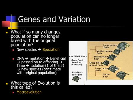 Genes and Variation What if so many changes, population can no longer breed with the original population? New species  Speciation DNA  mutation  Beneficial.