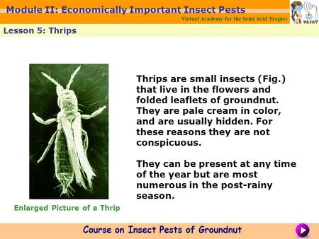 Thrips are small insects (Fig.) that live in the flowers and folded leaflets of groundnut. They are pale cream in color, and are usually hidden. For these.
