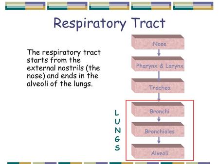 Respiratory Tract Nose Pharynx & Larynx Trachea Bronchi Bronchioles