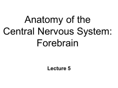 Anatomy of the Central Nervous System: Forebrain Lecture 5.
