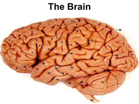 The Brain. Regions of the Brain Hindbrain: medulla pons reticular formation cerebellum.