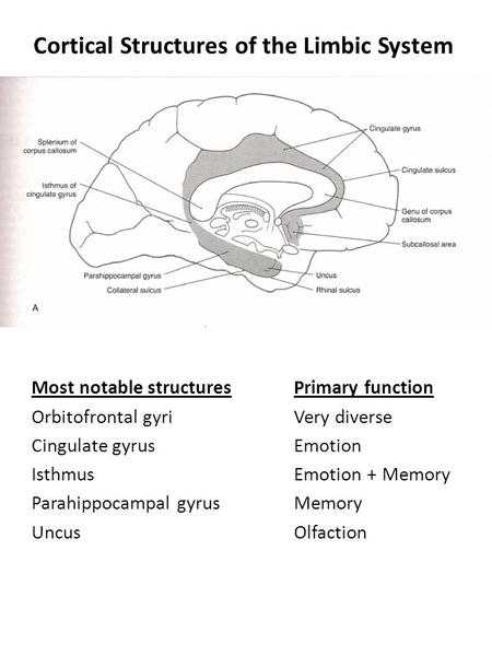 Cortical Structures of the Limbic System Most notable structuresPrimary function Orbitofrontal gyriVery diverse Cingulate gyrusEmotion IsthmusEmotion +