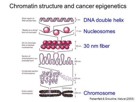 DNA double helix Nucleosomes Chromosome Felsenfeld & Groudine, Nature (2003) Chromatin structure and cancer epigenetics 30 nm fiber.