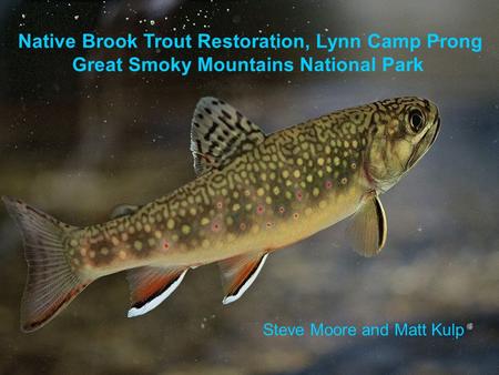 Native Brook Trout Restoration, Lynn Camp Prong Great Smoky Mountains National Park Steve Moore and Matt Kulp.