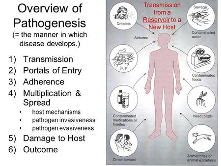 Overview of Pathogenesis (= the manner in which disease develops.) 1)Transmission 2)Portals of Entry 3)Adherence 4)Multiplication & Spread host mechanisms.