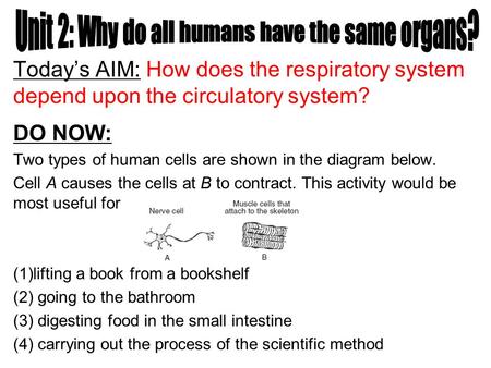 Today’s AIM: How does the respiratory system depend upon the circulatory system? DO NOW: Two types of human cells are shown in the diagram below. Cell.