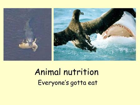 Animal nutrition Everyone’s gotta eat The big picture Autotrophy vs. heterotrophy Why do we need food? –Use as fuel for cellular work –Form important.