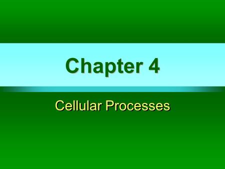 Chapter 4 Cellular Processes. Cellular Energy Cells Use Energy Maintain homeostasis To perform all cellular processes To make energy-storing molecules.