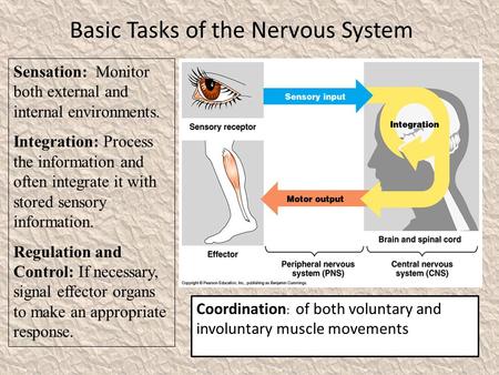 Basic Tasks of the Nervous System Sensation: Monitor both external and internal environments. Integration: Process the information and often integrate.