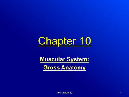 Muscular System: Gross Anatomy